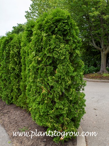 Patriot Arborvitae (Thuja)